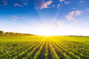 Agriculture